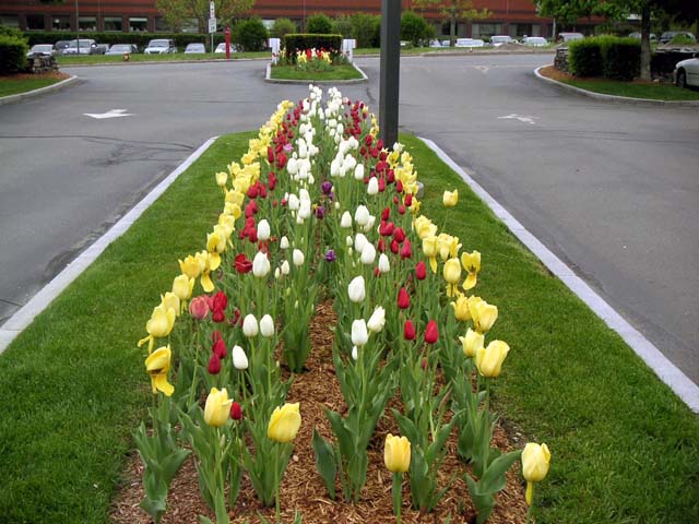 marriott_Tulip0124