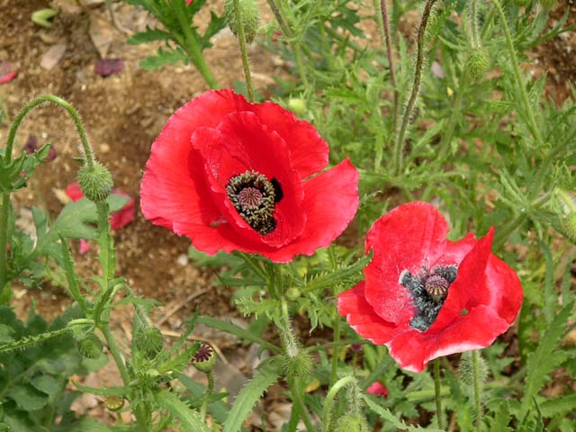 17poppy0182