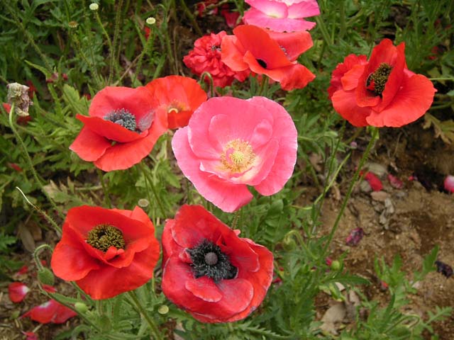 18poppy0183